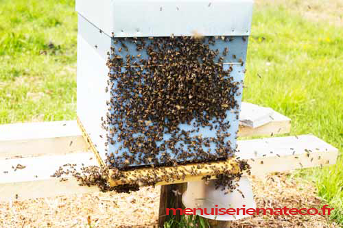 colonnisation de la ruche